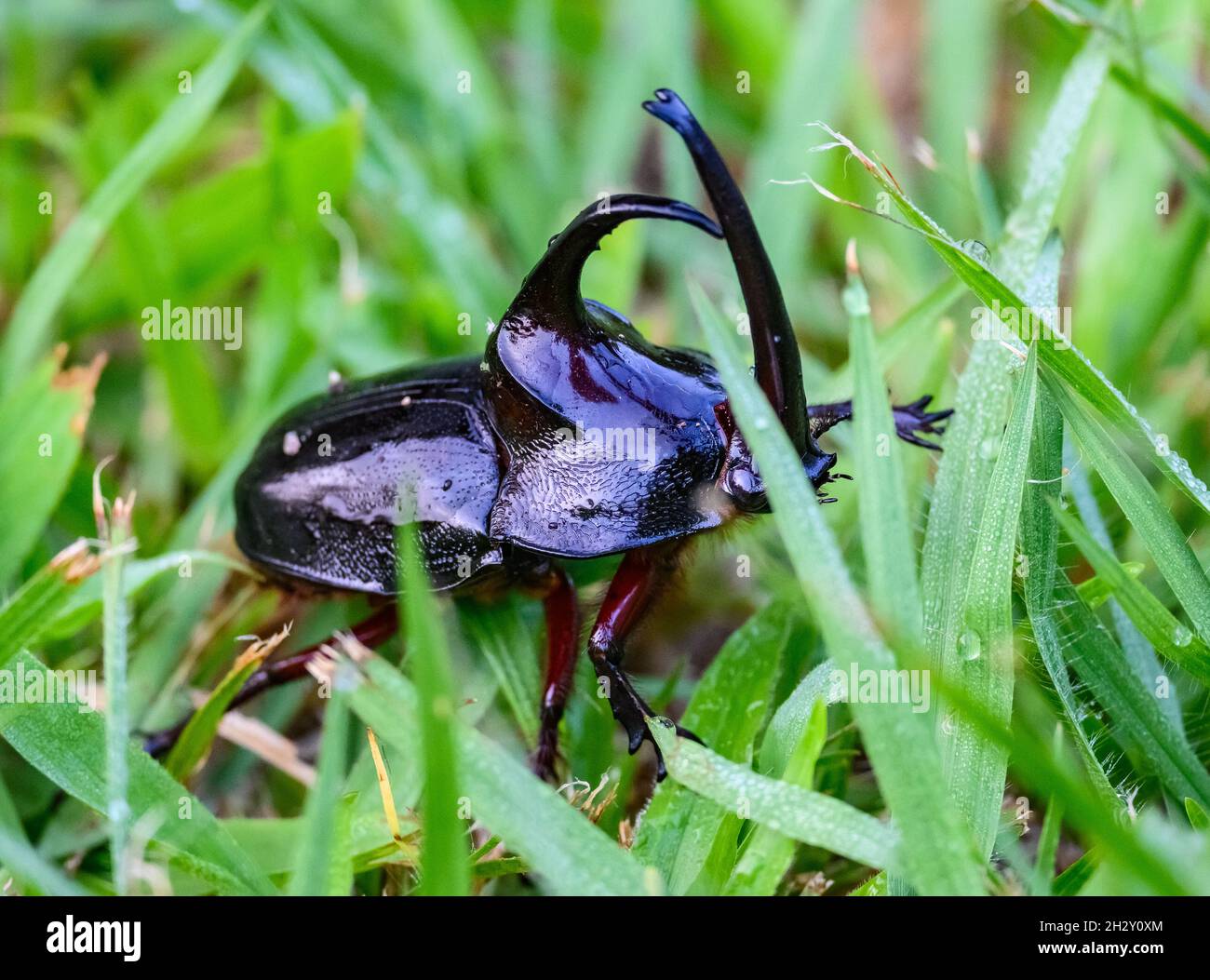 Un coléoptère mâle de Rhinoceros (Enema pan) dans l'herbe.Cuzco, Pérou, Amérique du Sud. Banque D'Images