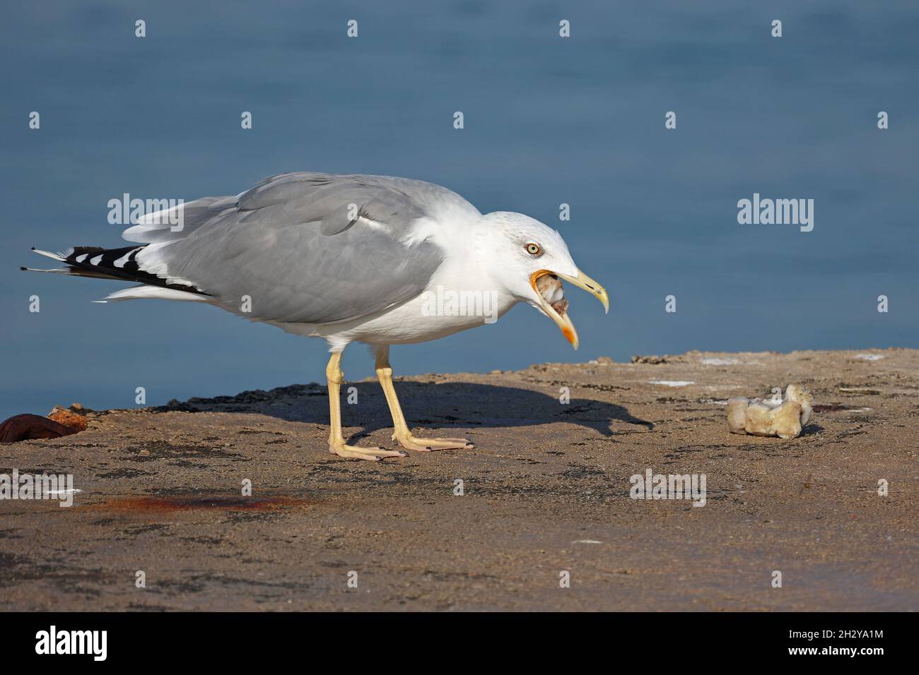 Le mouette a trouvé un morceau de viande et l'évisse Banque D'Images