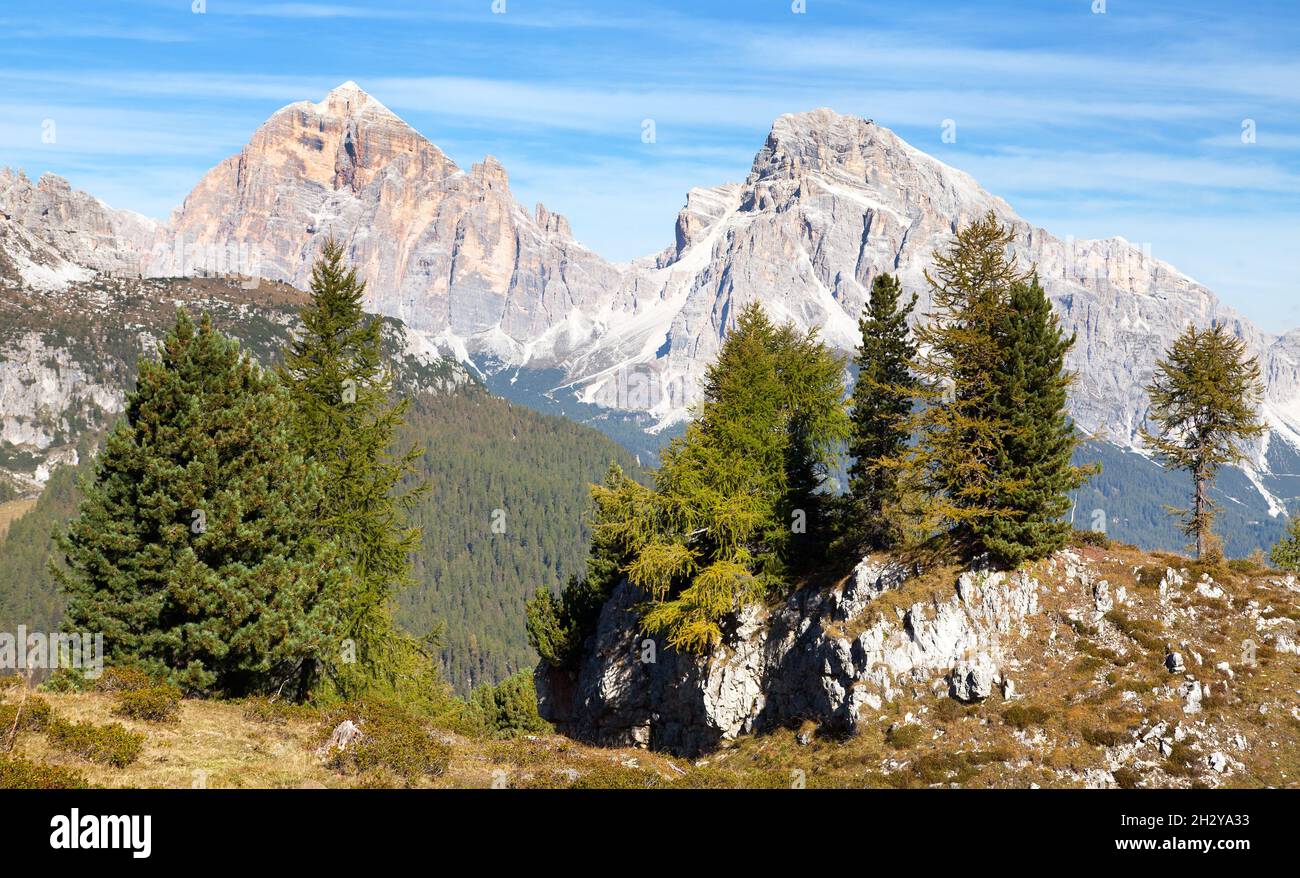 Bois de mélèze et le Tofane Gruppe, Dolomiti, Italie Banque D'Images