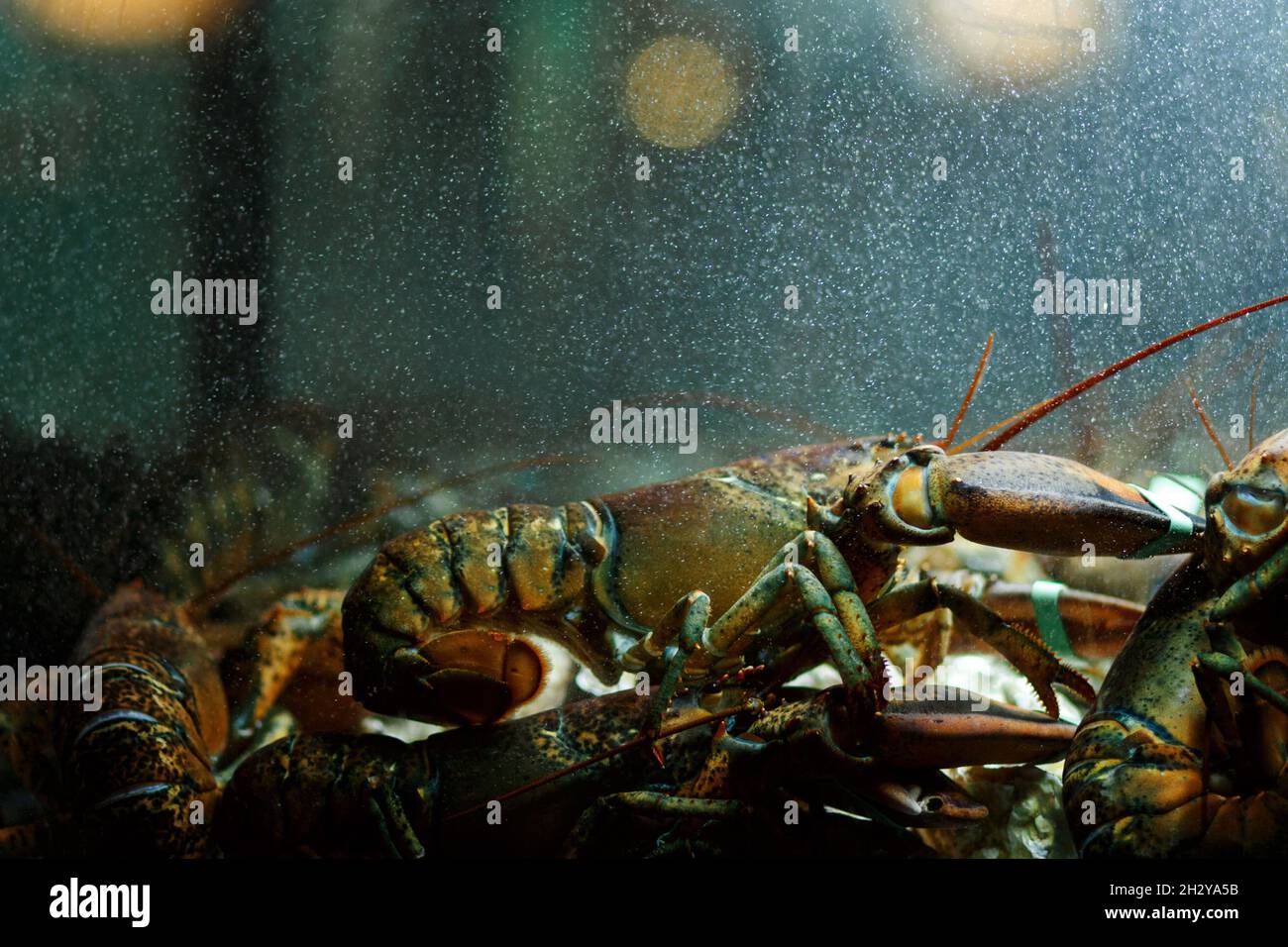 Un homard pêché vivant assis au fond d'un réservoir lumineux attendant d'être cuit et mangé.homard du Maine Homarus americanus. Banque D'Images