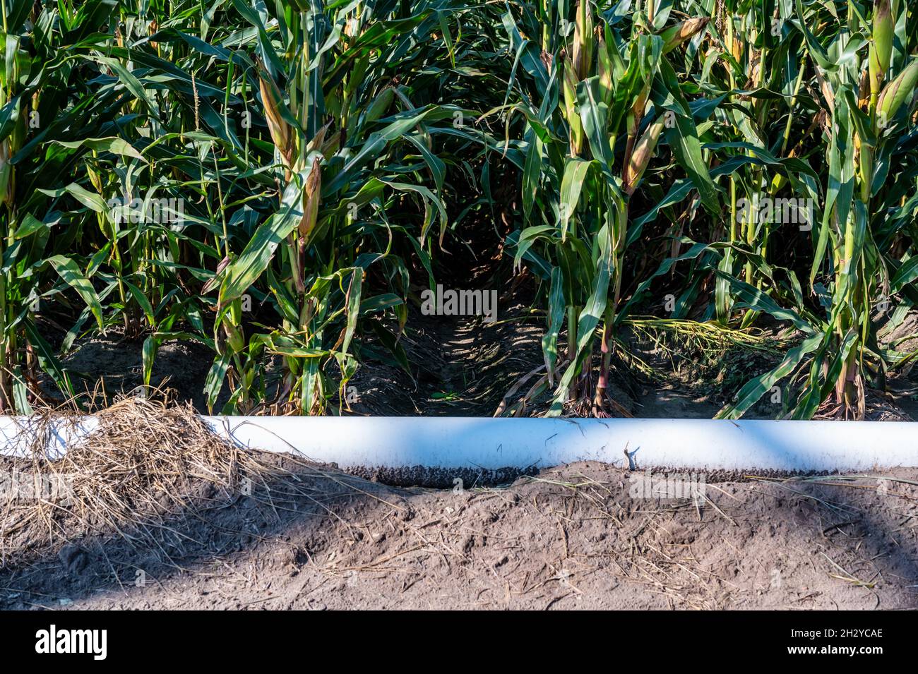 image de mise au point sélective de bas niveau de l'irrigation de sillon dans un champ de maïs Banque D'Images