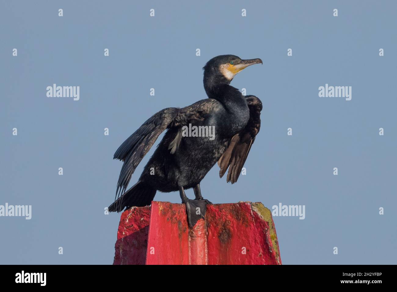 Cormorant (Phalacrocorax carbo) perché sur un poste de repère, Réserve naturelle de Lymington-Keyhaven, Hampshire, Royaume-Uni Banque D'Images