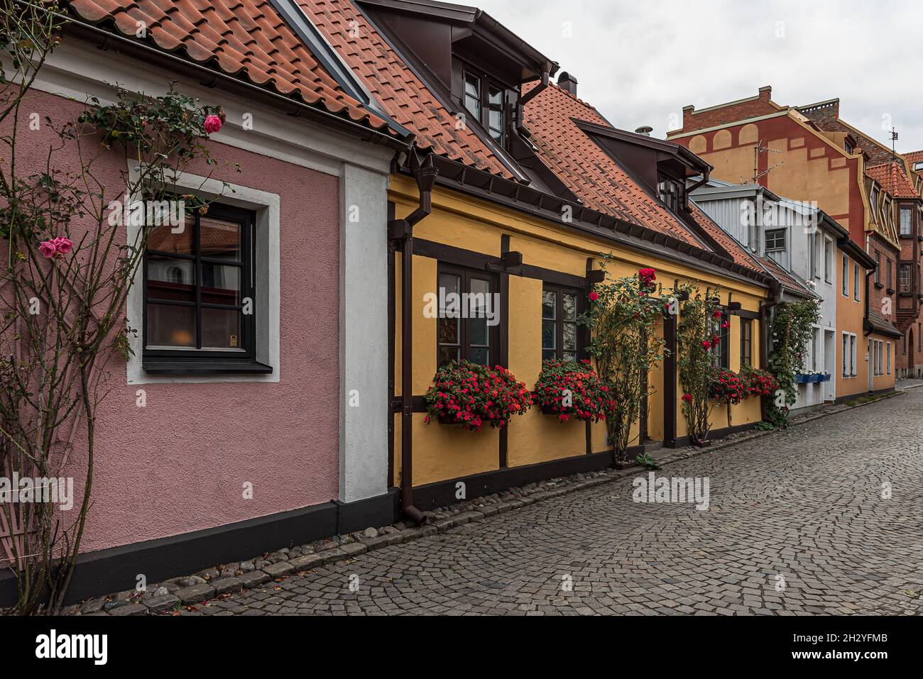 Maisons de ville pittoresques colorées avec des roses à Ystad, Suède, le 14 septembre 2021 Banque D'Images