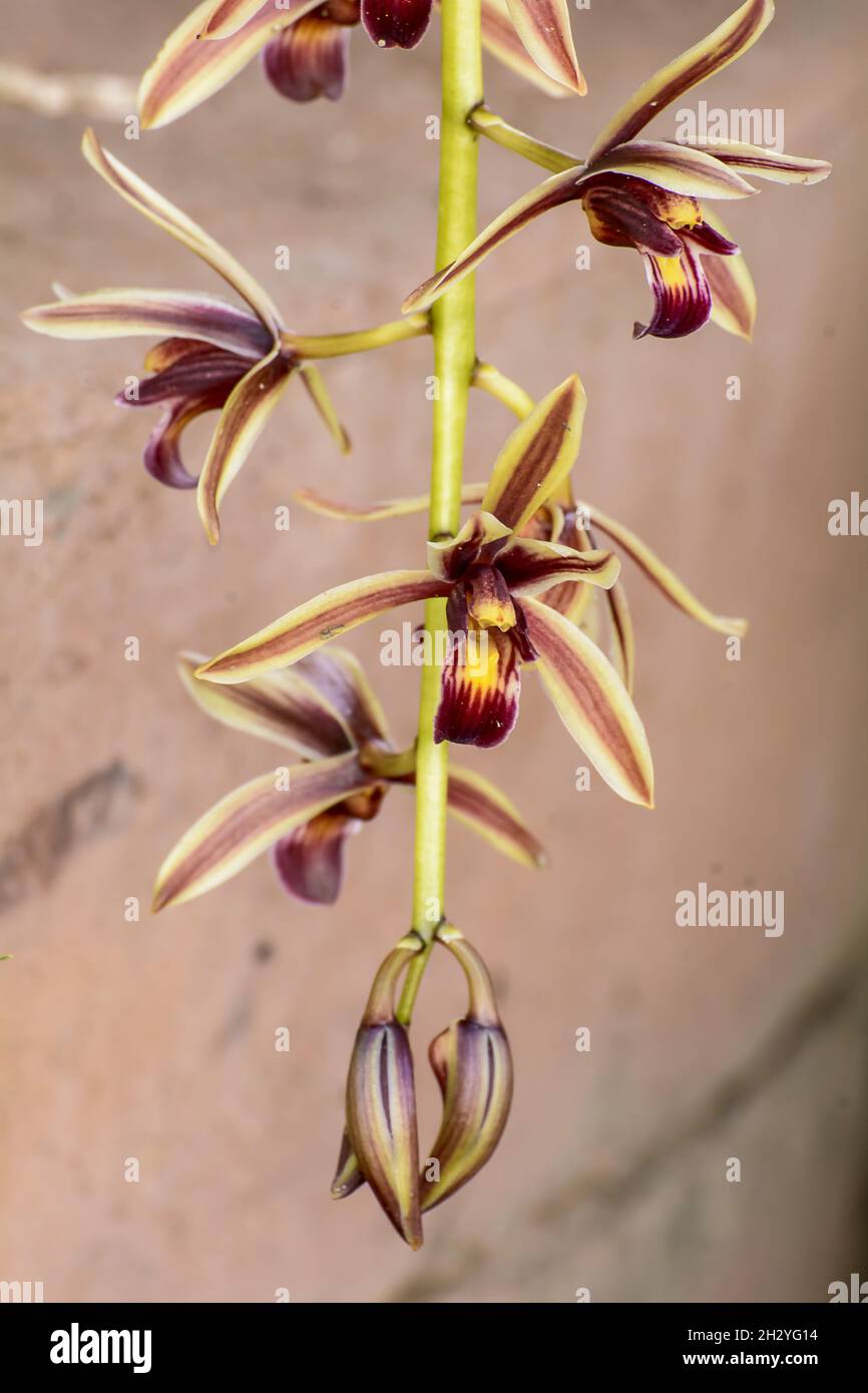 Un gros plan de Cymbidium aloifolium avec la répartition des espèces en Asie du Sud-est.Orchidée épiphytique Banque D'Images