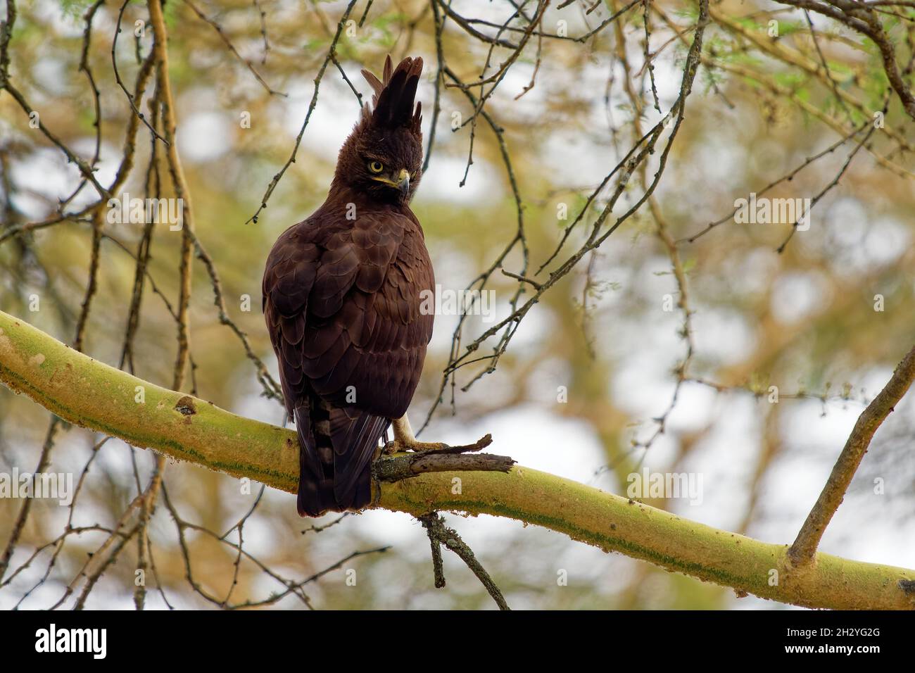 Aigle à aigrettes longues - Lopheetus occipitalis oiseau de proie africain de la famille des Accipitridae, oiseau brun foncé avec longue crête de chiche assise sur la branche, Banque D'Images