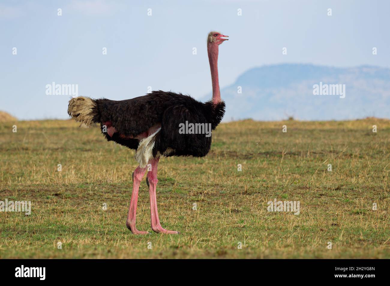 Ostrich commun - Struthio camelus est une espèce d'oiseau sans vol originaire de grandes régions d'Afrique, le plus grand oiseau vivant, de longues pattes rouges fortes, le LON Banque D'Images