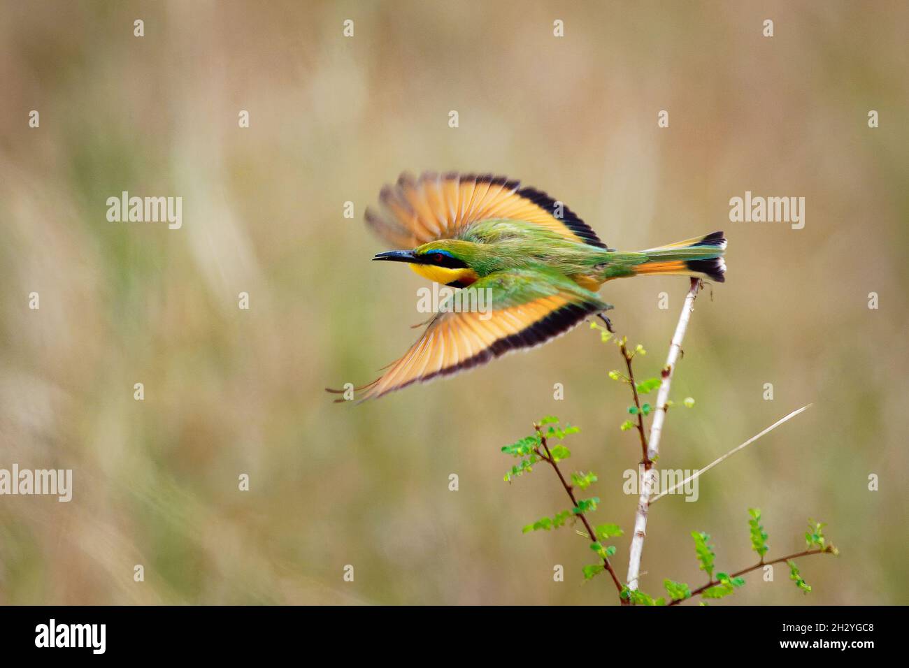 Little Bee-eater - Merops pusillus A près des espèces d'oiseaux vert et jaune de la famille des abeilles, Meropidae. Ils sont résidents dans une grande partie de su Banque D'Images