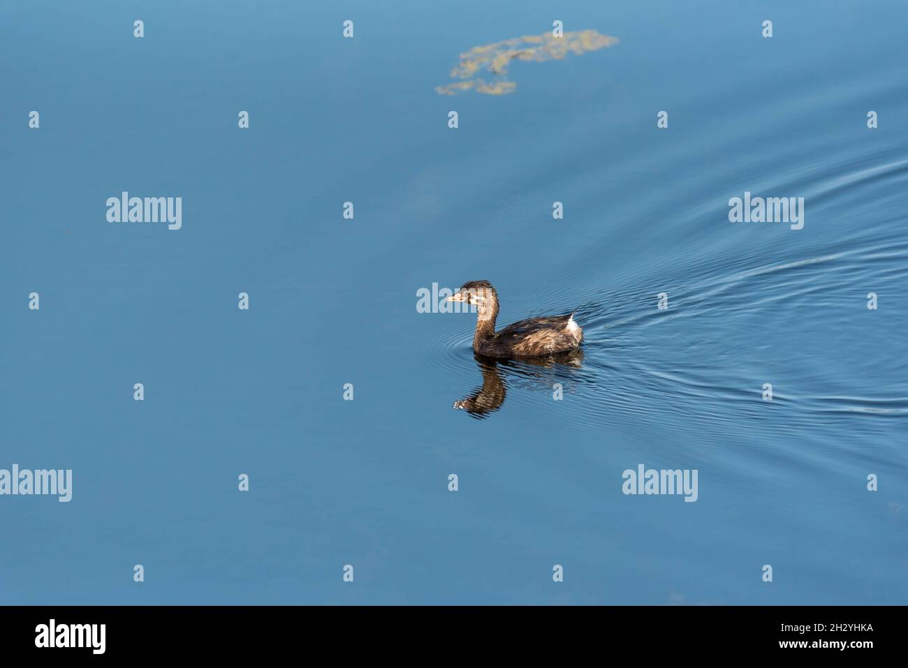 Peed-Bleet Grebe, Podilymbus podiceps natation juvénile dans les zones humides Banque D'Images