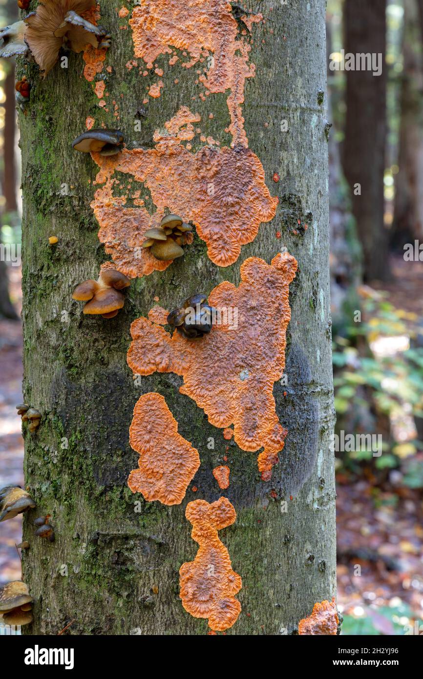 Champignon de la croûte (Phlebia), croissant sur le tronc de l'arbre, automne, É.-U., par James D Coppinger/Dembinsky photo Assoc Banque D'Images
