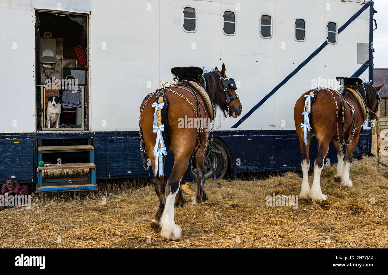 Chevaux lourds au 70e championnat britannique de labour, Mindrum Mill, Northumberland, Angleterre, Royaume-Uni Banque D'Images