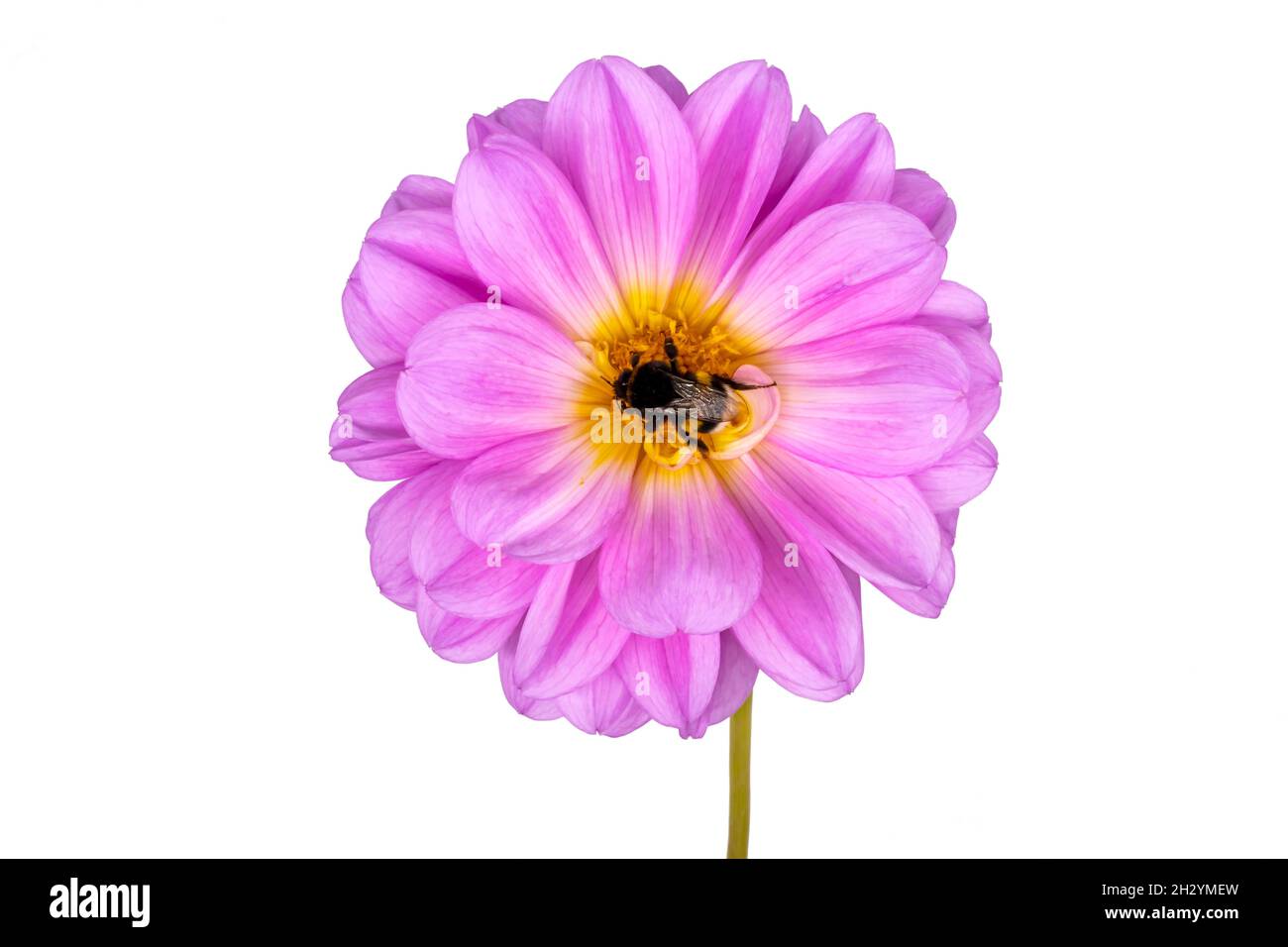 Fleur rose avec bourdon au centre, isolée sur fond blanc Banque D'Images