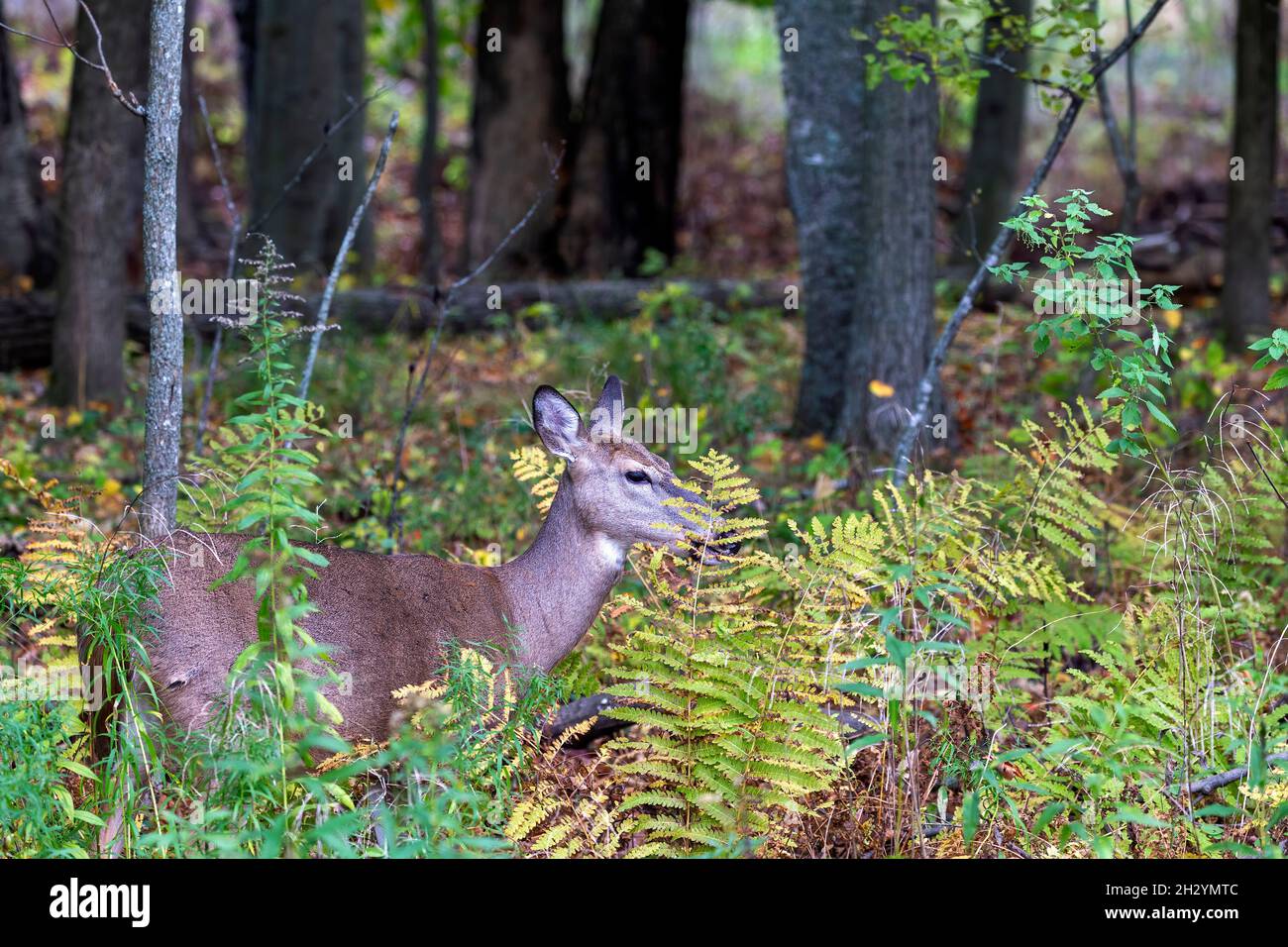 Cerf de Virginie ou cerf de Virginie dans la forêt d'automne Banque D'Images