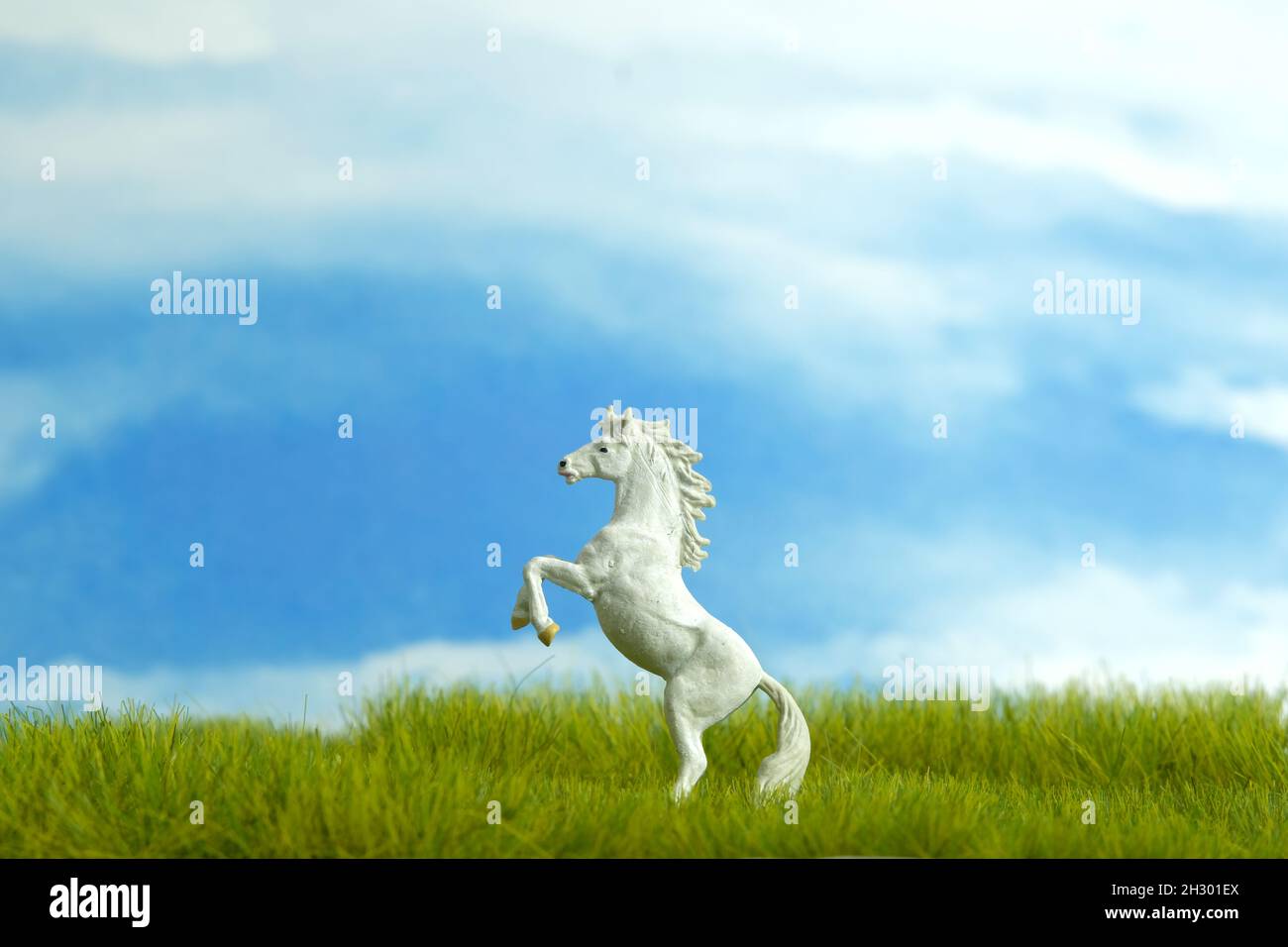 Miniature de cheval-piqueur blanc debout sur terrain d'herbe sur fond ciel nuageux le matin.Photo d'image Banque D'Images