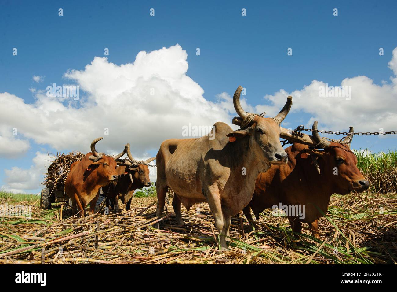 La récolte de la canne à sucre en République Dominicaine. Le peuple haïtien ci conduit un bâton avec un stimulus, un chariot tiré par des buffles de droit agricole. Banque D'Images