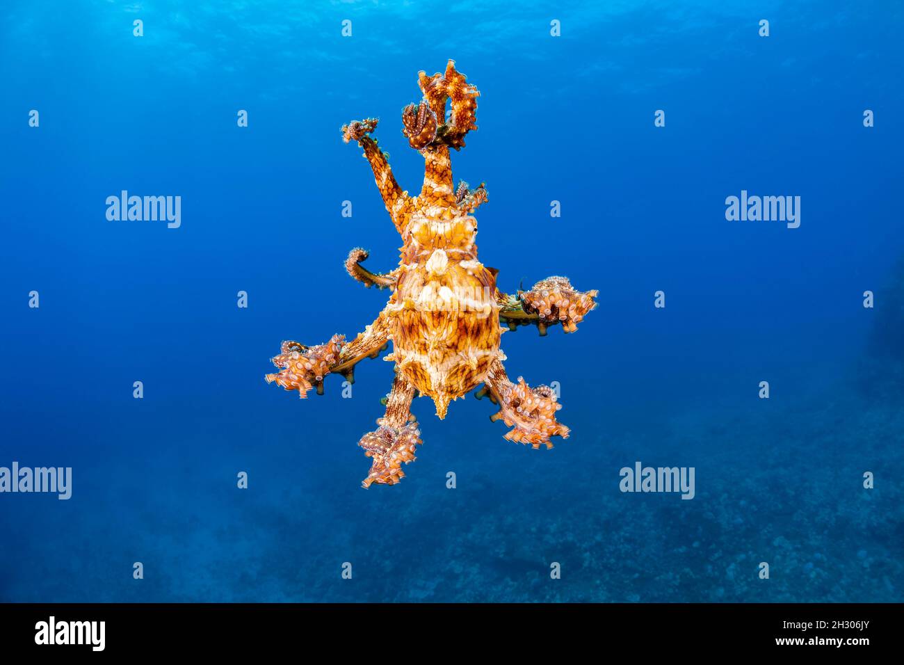Un poulpe de jour juvénile, Octopus cyanoa, en milieu d'eau, Hawaï. Banque D'Images