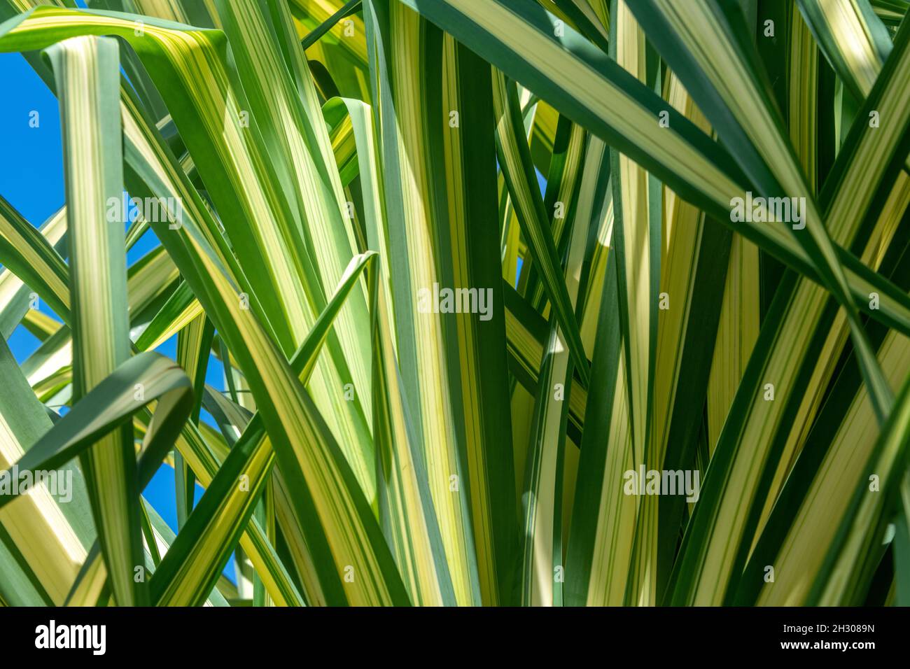 sansevieria hahnii black jade Sansevieria Black Jade Hahnii, 4" Plant  The Plant Farm