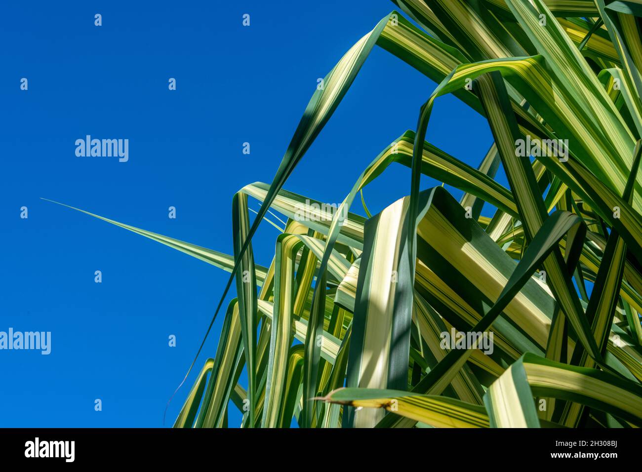 Feuilles jaunes et vertes d'une plante de maïs dans un jardin en Thaïlande Banque D'Images