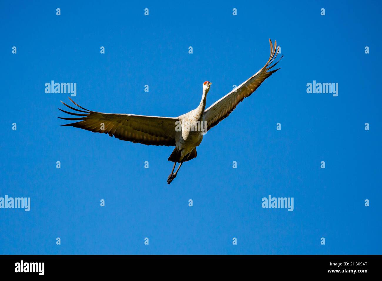 Grue de sable (Grus canadensis) volant dans un ciel bleu, horizontal Banque D'Images
