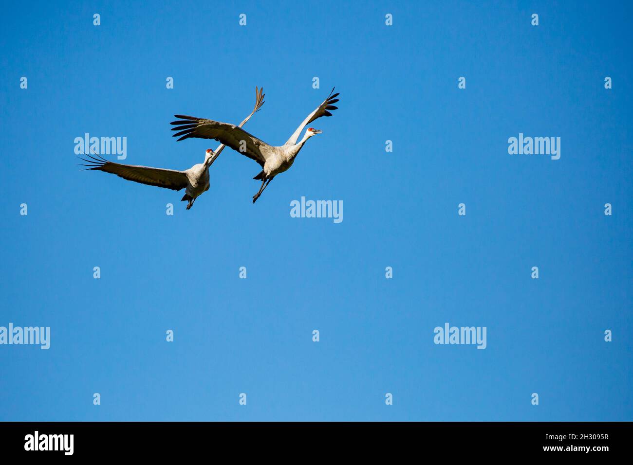 Paire de grues du Canada (Grus canadensis) volant dans un ciel bleu, horizontal Banque D'Images