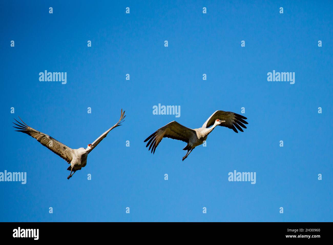 Paire de grues du Canada (Grus canadensis) volant dans un ciel bleu, horizontal Banque D'Images
