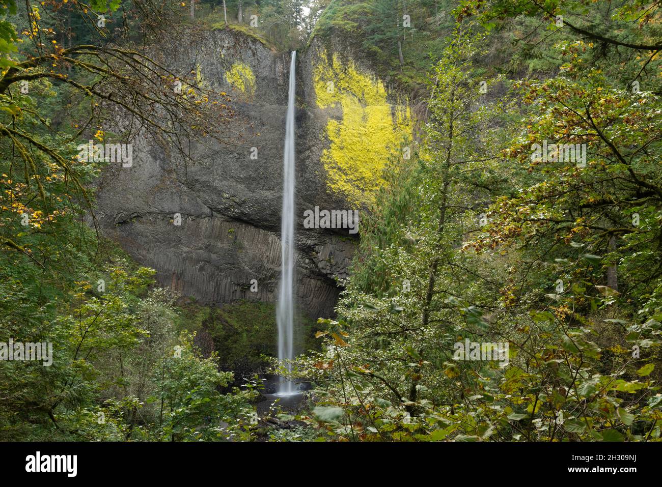 C'est Latourell Falls dans la gorge de Columbia, Oregon.Il a été pris en automne que les feuilles commençaient à changer. Banque D'Images