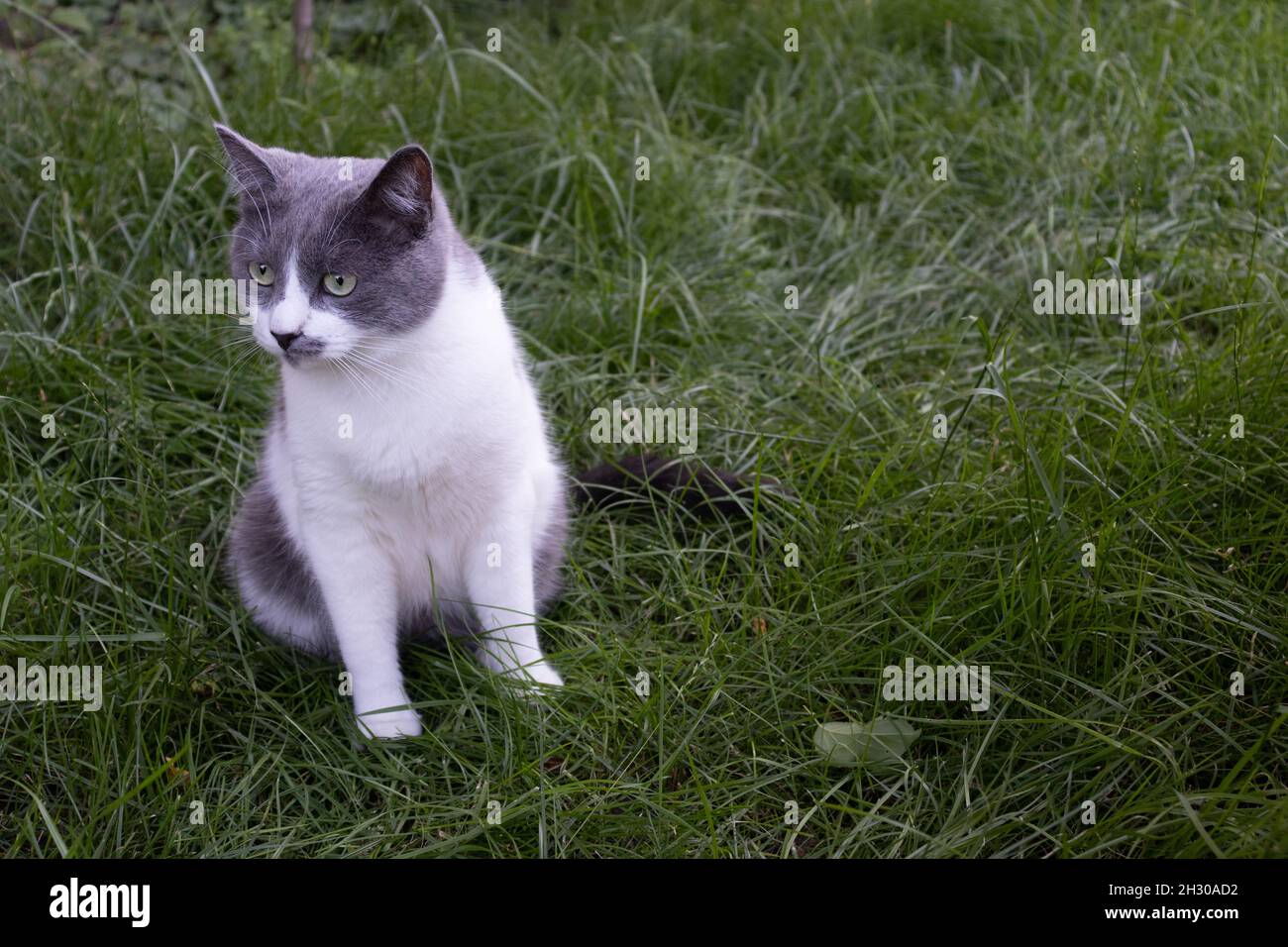 Chat surpris assis dans l'herbe verte.Chat domestique extérieur. Banque D'Images