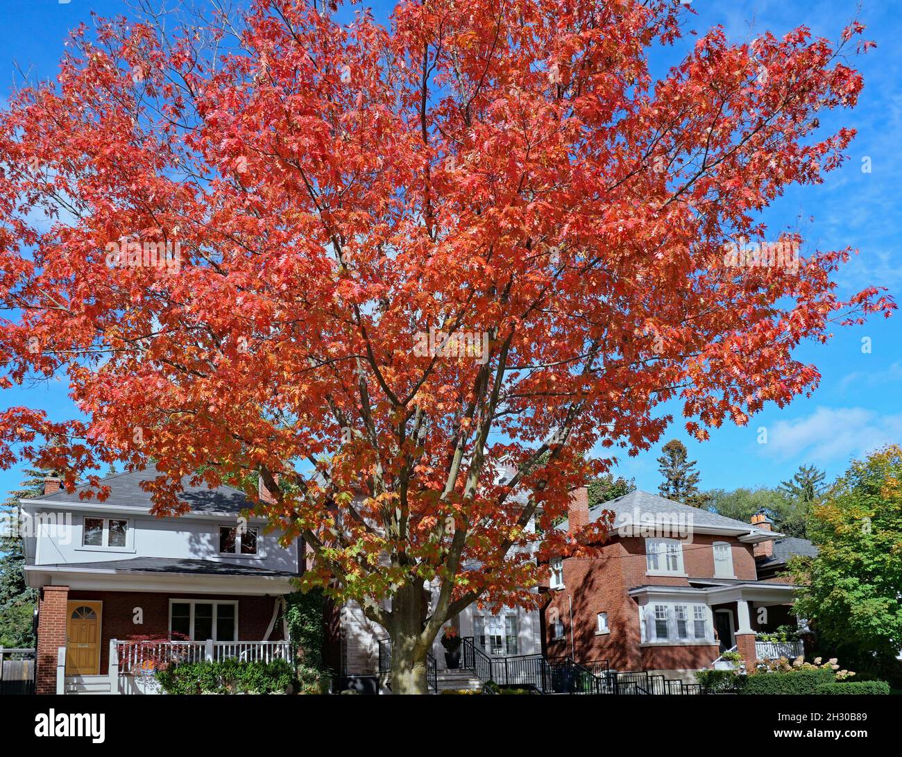 Rue résidentielle avec chêne aux couleurs d'automne brillantes Banque D'Images