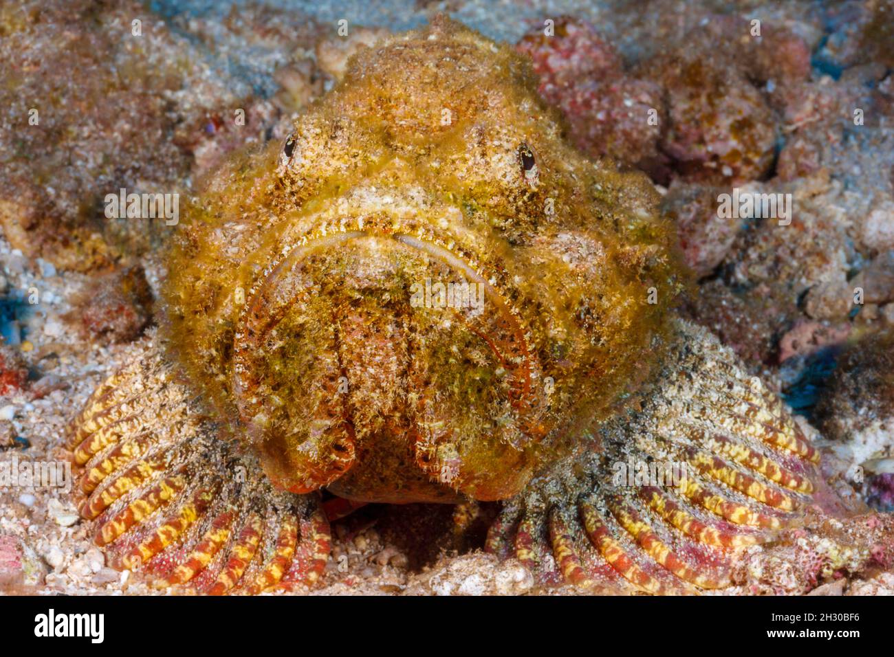 Le scorpionfish du diable, Scorpaenopsis diabolus, est un prédateur ambulant qui repose sur un excellent camouflage, Hawaï. Banque D'Images