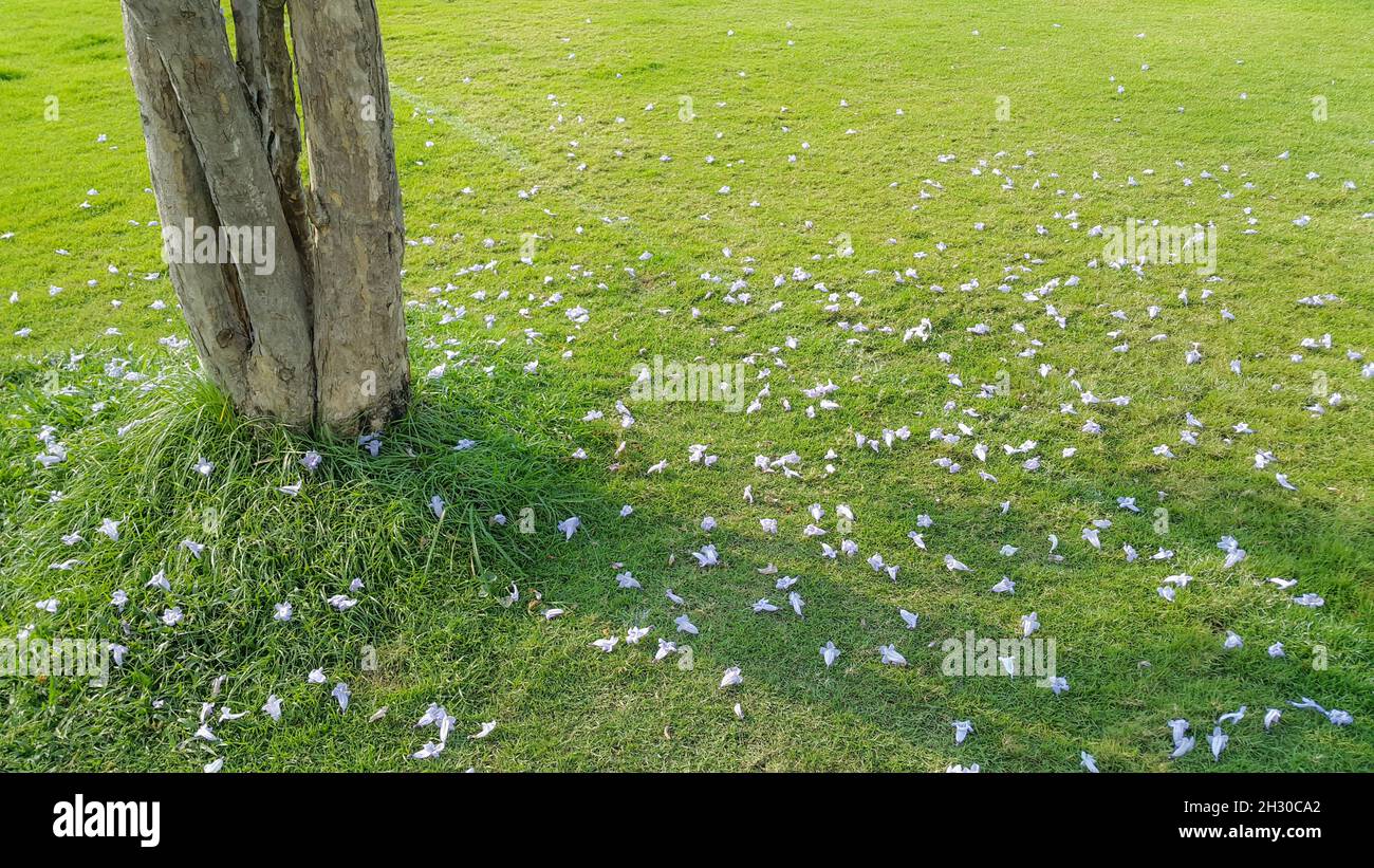 Chute de fleur blanche sur fond d'herbe verte Banque D'Images