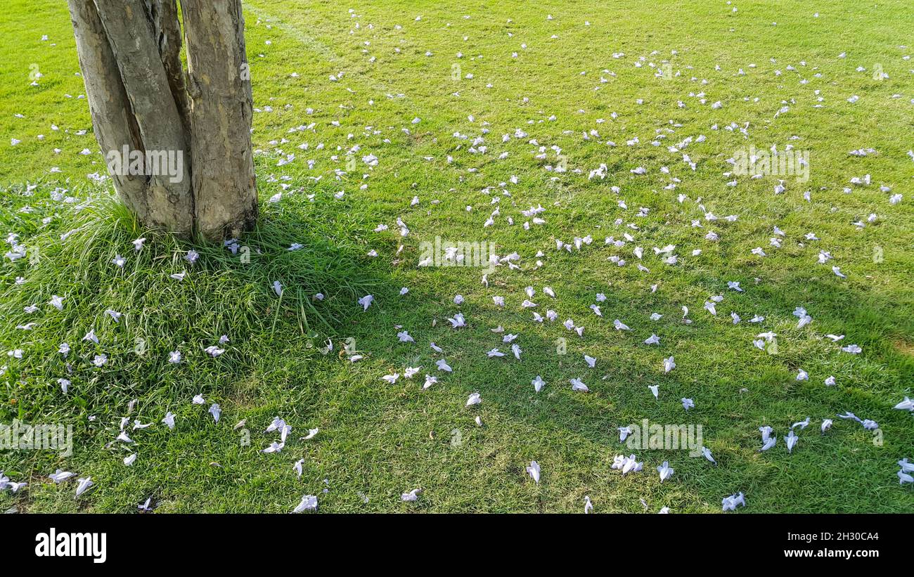 Chute de fleur blanche sur fond d'herbe verte Banque D'Images