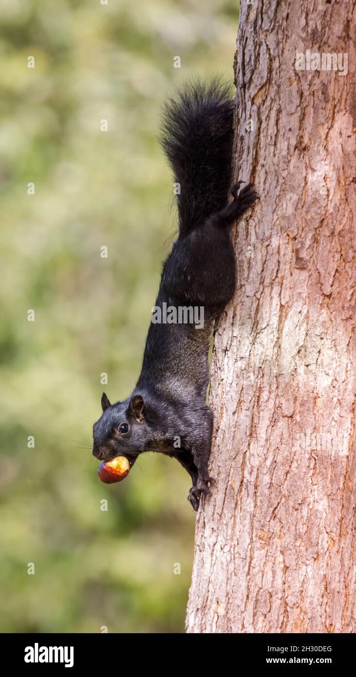 Noir morph écureuil gris de l'est tenant la noisette avec ses dents.Cuesta Park, comté de Santa Clara, Californie, États-Unis. Banque D'Images