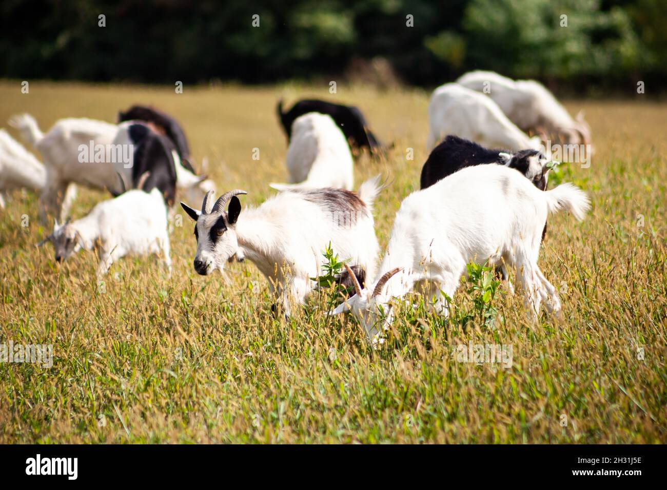 Un troupeau de chèvres tombe dans la prairie. Agriculture. Chèvre auto-marchant. Pâturage de ferme. Jour d'été. Les chèvres mangent de l'herbe Banque D'Images