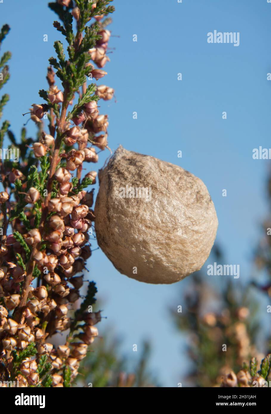 Sac d'oeufs de l'araignée de guêpe dans la bruyère commune sous le ciel bleu Banque D'Images