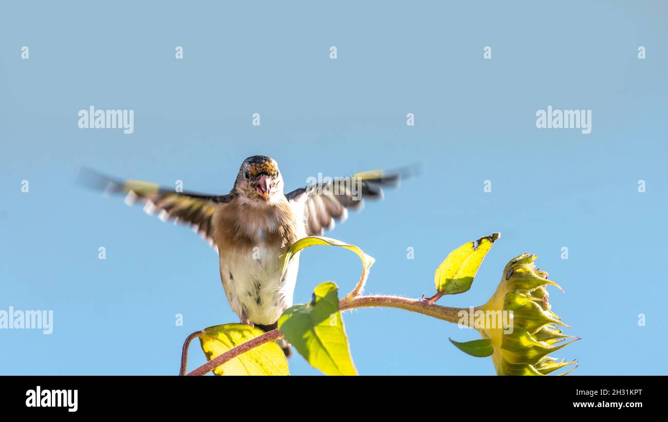 Goldfinch se trouve sur un vieux tournesol avec des graines entre des tournesols fleuris devant un fond bleu Banque D'Images
