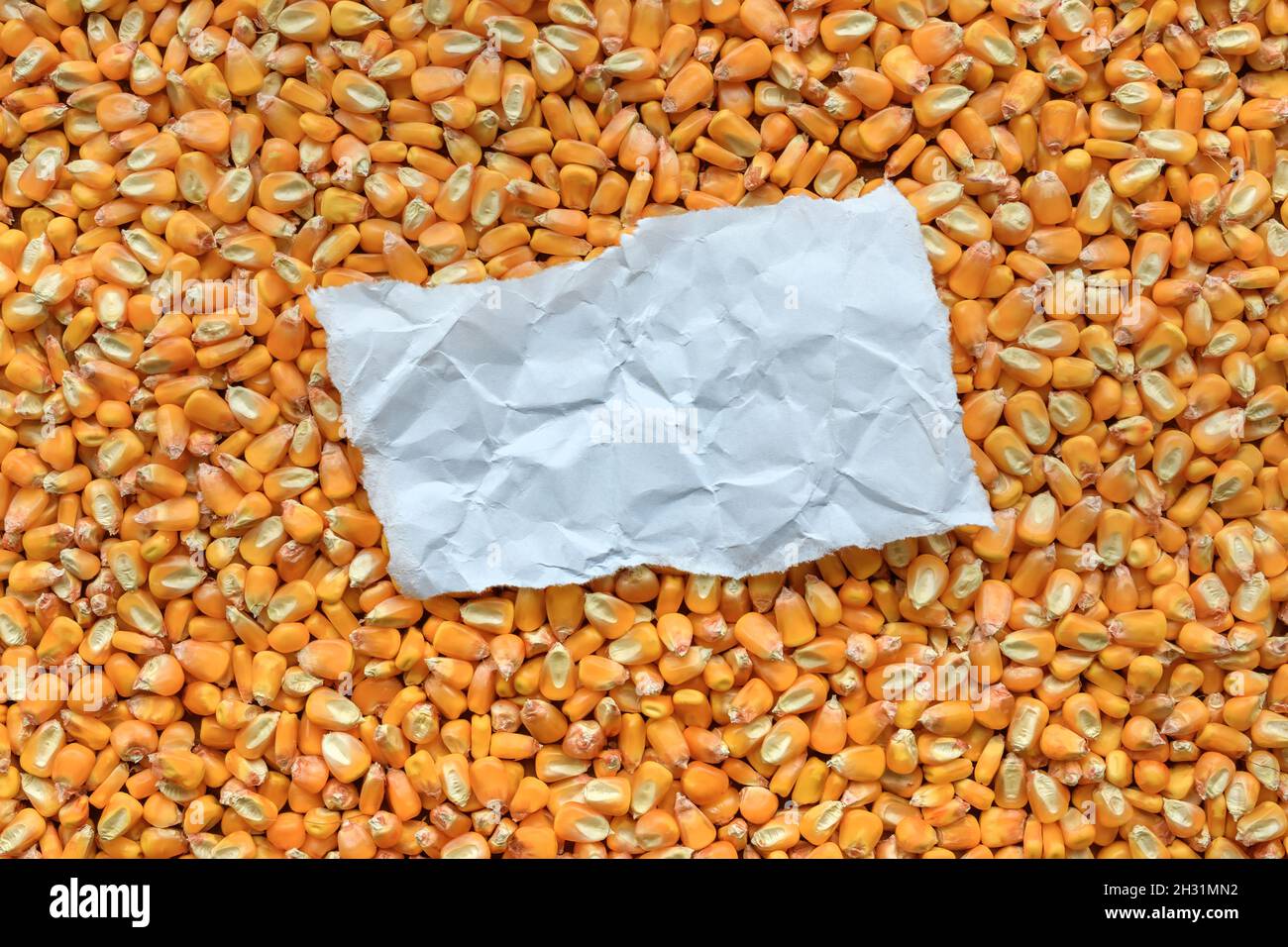 Morceau de papier froissé comme espace de copie sur le grain de maïs récolté, vue de dessus Banque D'Images