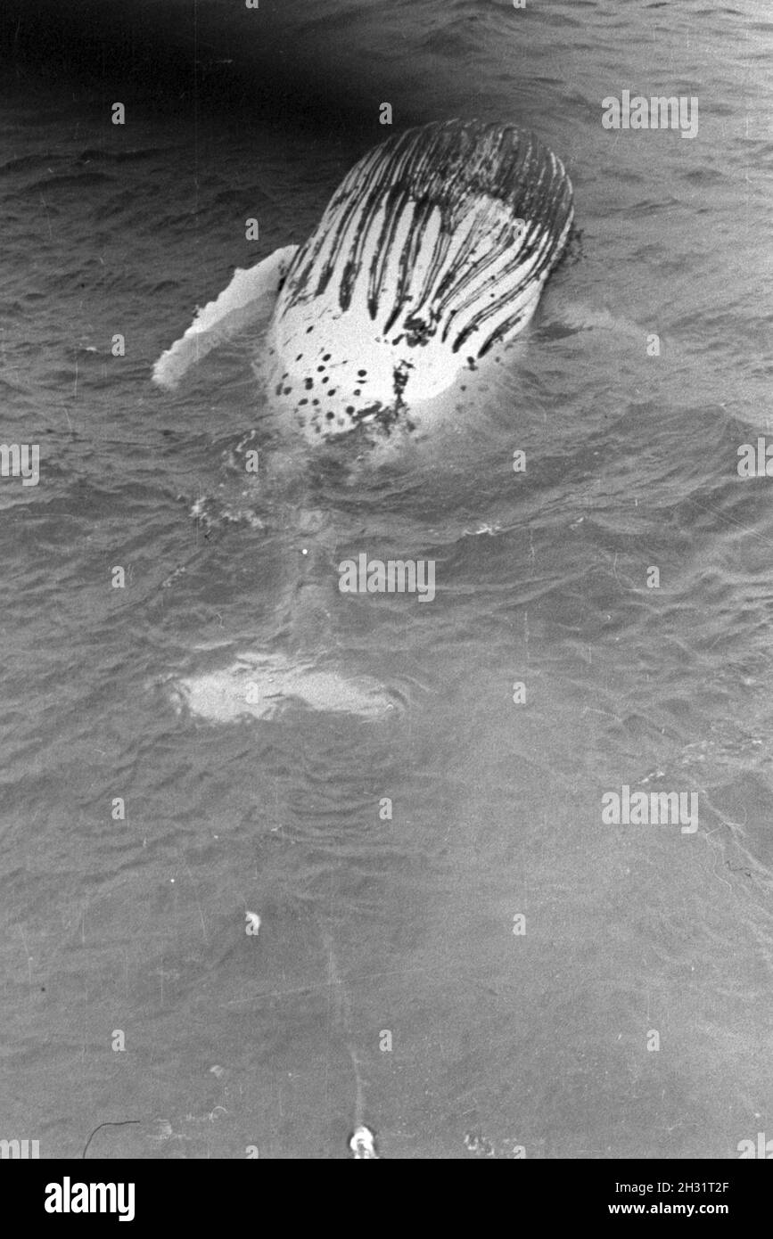 Ein Wal dans den Fängen Fangboots Walfangflotte von der deutschen im Eismeer der Arktis, années 30 er Jahre. Une baleine est capturé par un bateau de la flotte allemande à la mer Arctique, 1930. Banque D'Images