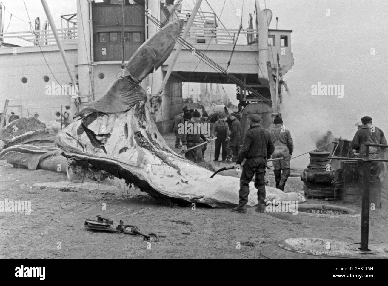 Männer bei der Arbeit auf einem pont une Schiff der deutschen Walfangflotte im Eismeer der Arktis dans années 1930, er Jahre. Les membres de l'équipage d'un navire de la flotte baleinière allemand dans la mer Arctique, 1930. Banque D'Images