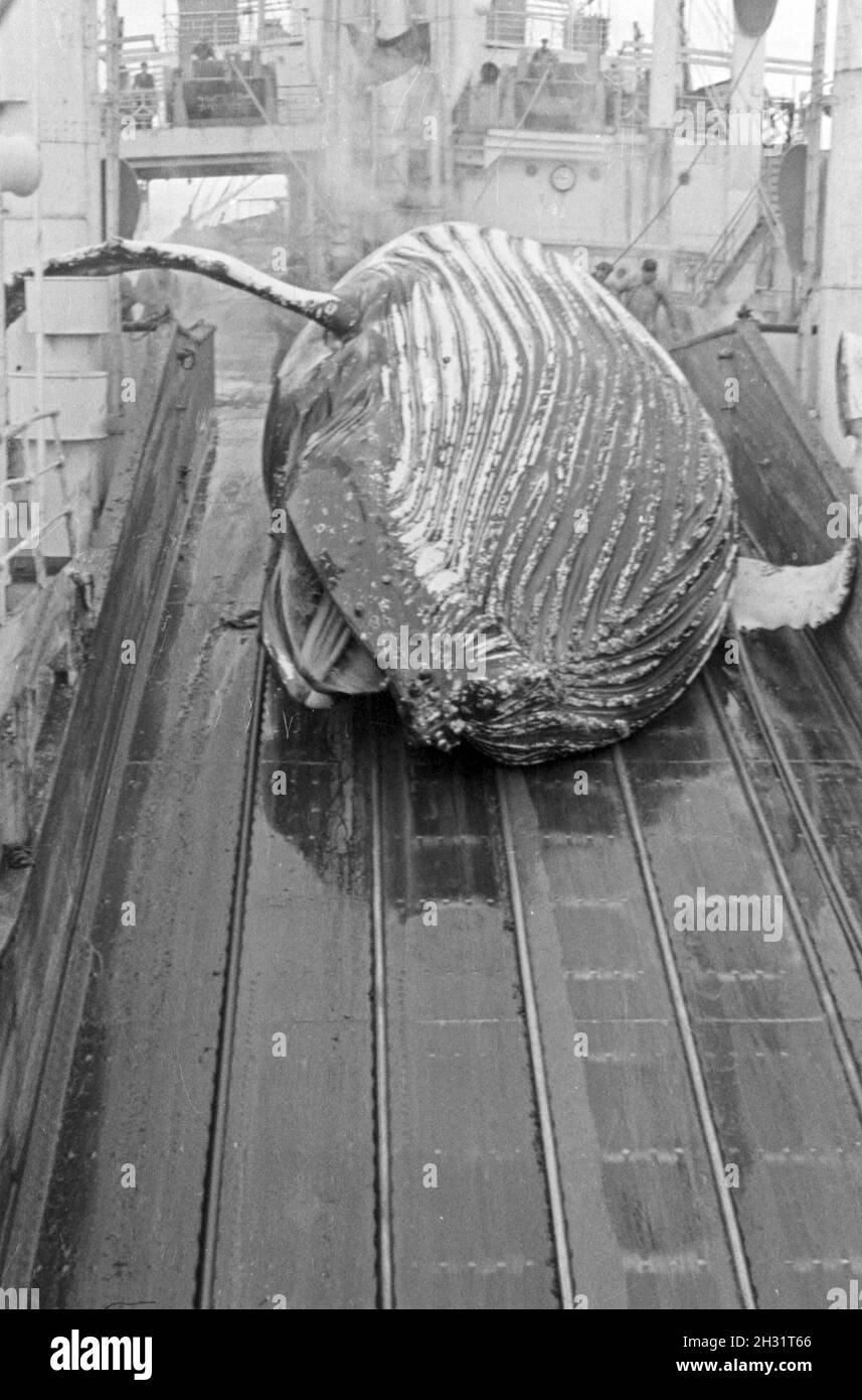 Erlegter Wal wird ein frisch un deck eines Idemo der deutschen Walfangflotte eigenschaften, 1930er Jahre. Une baleine fraîchement chassés est tiré sur le pont d'un navire de la flotte baleinière allemand, 1930. Banque D'Images