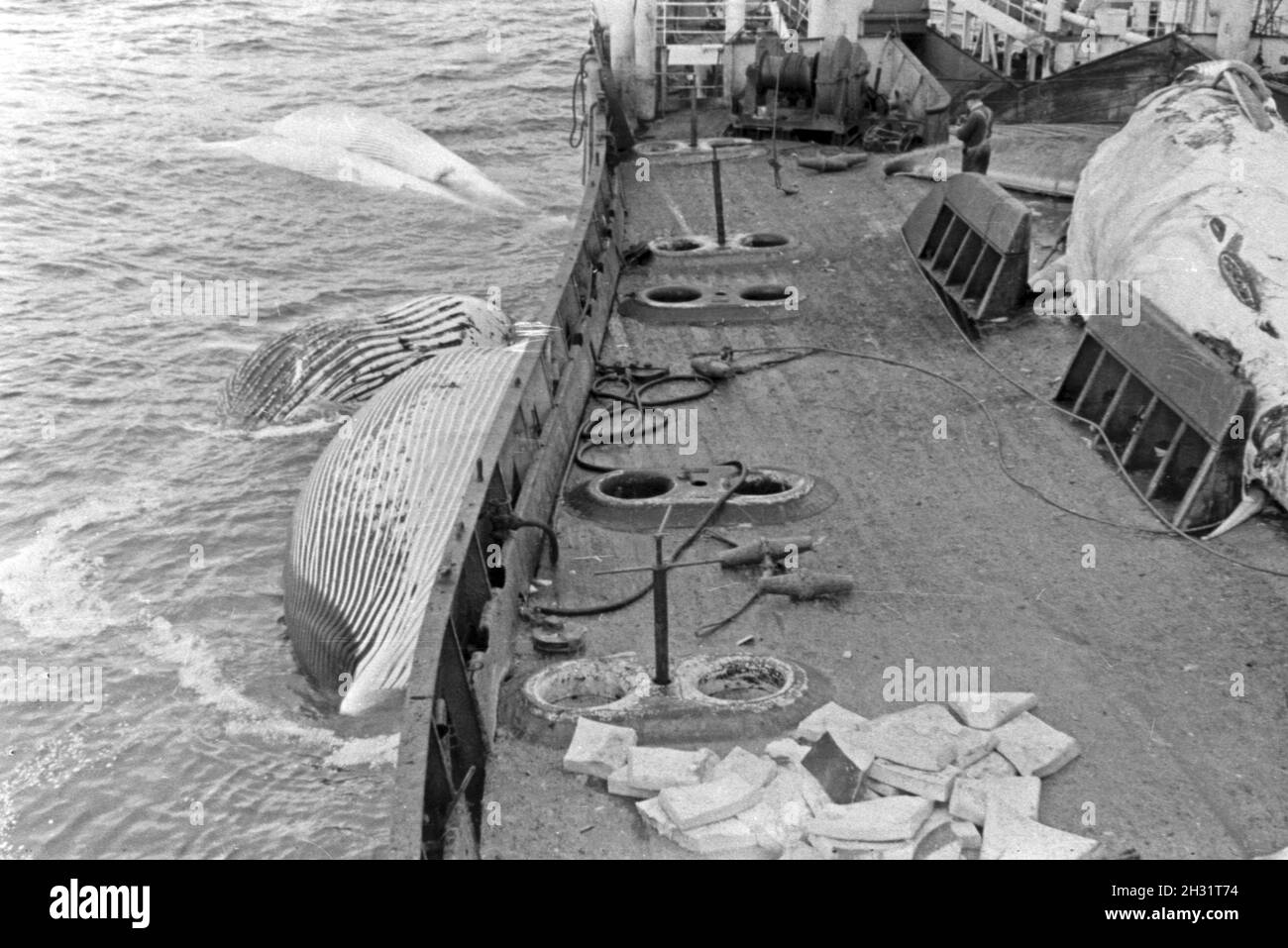 Nacheinander werden die Kadaver der Wale erlegten Schiffes An Bord eines der deutschen Walfangflotte eigenschaften und verarbeitet, 1930er Jahre. Un par un les cadavres de baleines traquées sont tirés à bord d'un navire de la flotte baleinière allemand, où ils sont traités immédiatement, 1930. Banque D'Images