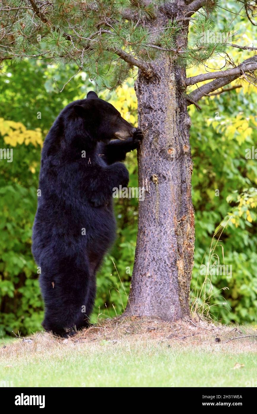 Grande femelle Black Bear debout près de pin, à la recherche de ses petits. Banque D'Images