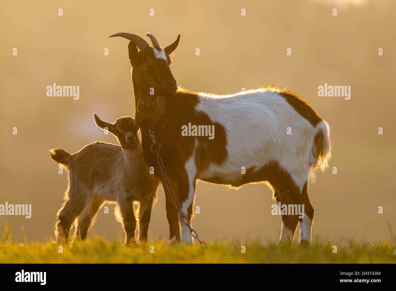 Mère de chèvre avec une petite chèvre sur un pré à la lumière du soleil couchant Banque D'Images