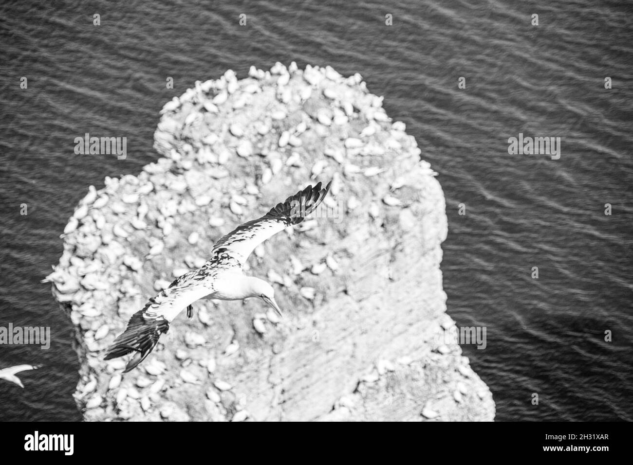 Gros plan d'un seul Gannet Flying, grand wingspan White Sea-Bird, sur des falaises avec une grande population de nidification d'oiseaux en dessous sur la falaise-face dans le dos Banque D'Images