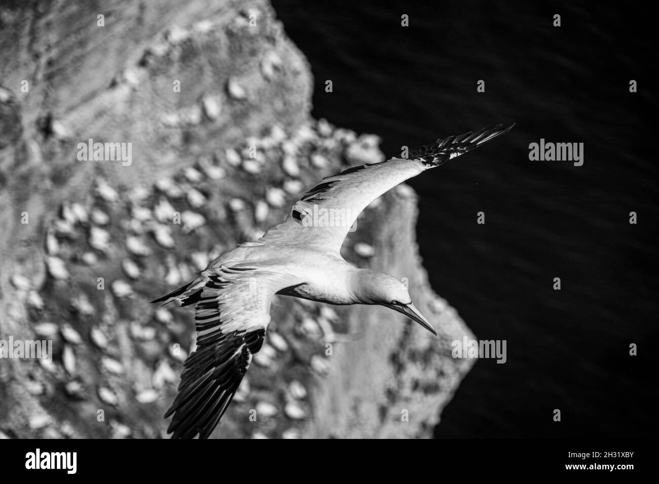 Gros plan d'un seul Gannet Flying, grand wingspan White Sea-Bird, sur des falaises avec une grande population de nidification d'oiseaux en dessous sur la falaise-face dans le dos Banque D'Images