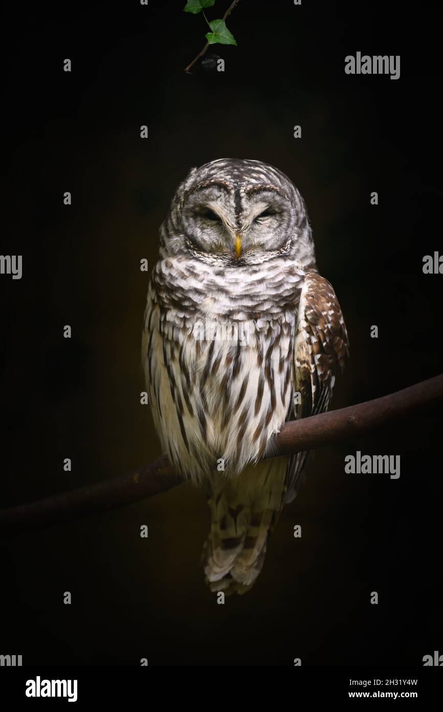 Hibou oiseau de proie perchée Banque D'Images