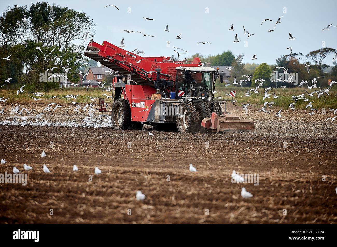 Thornton, Liverpool, cultivant des machines de cueillette de pommes de terre avec des mouettes suivant les machines de récolte DEWULF pour les débris Banque D'Images