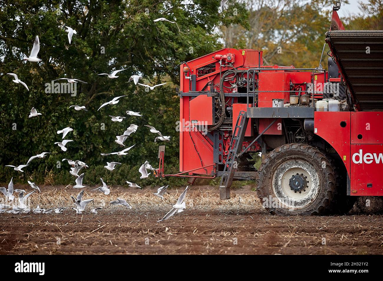 Thornton, Liverpool, cultivant des machines de cueillette de pommes de terre avec des mouettes suivant les machines de récolte DEWULF pour les débris Banque D'Images