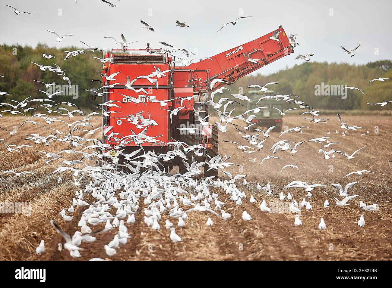 Thornton, Liverpool, cultivant des machines de cueillette de pommes de terre avec des mouettes suivant les machines de récolte DEWULF pour les débris Banque D'Images