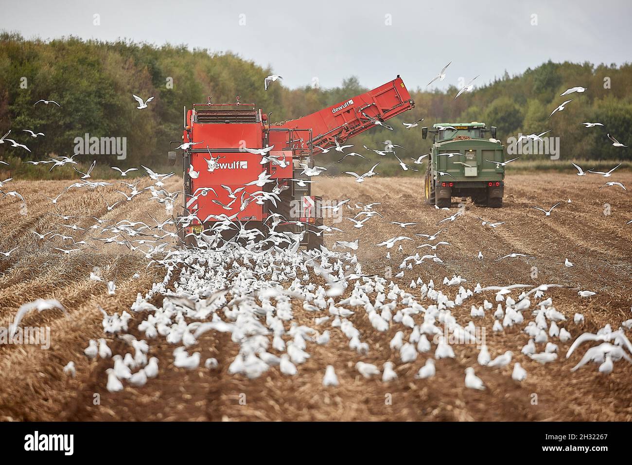Thornton, Liverpool, cultivant des machines de cueillette de pommes de terre avec des mouettes suivant les machines de récolte DEWULF pour les débris Banque D'Images