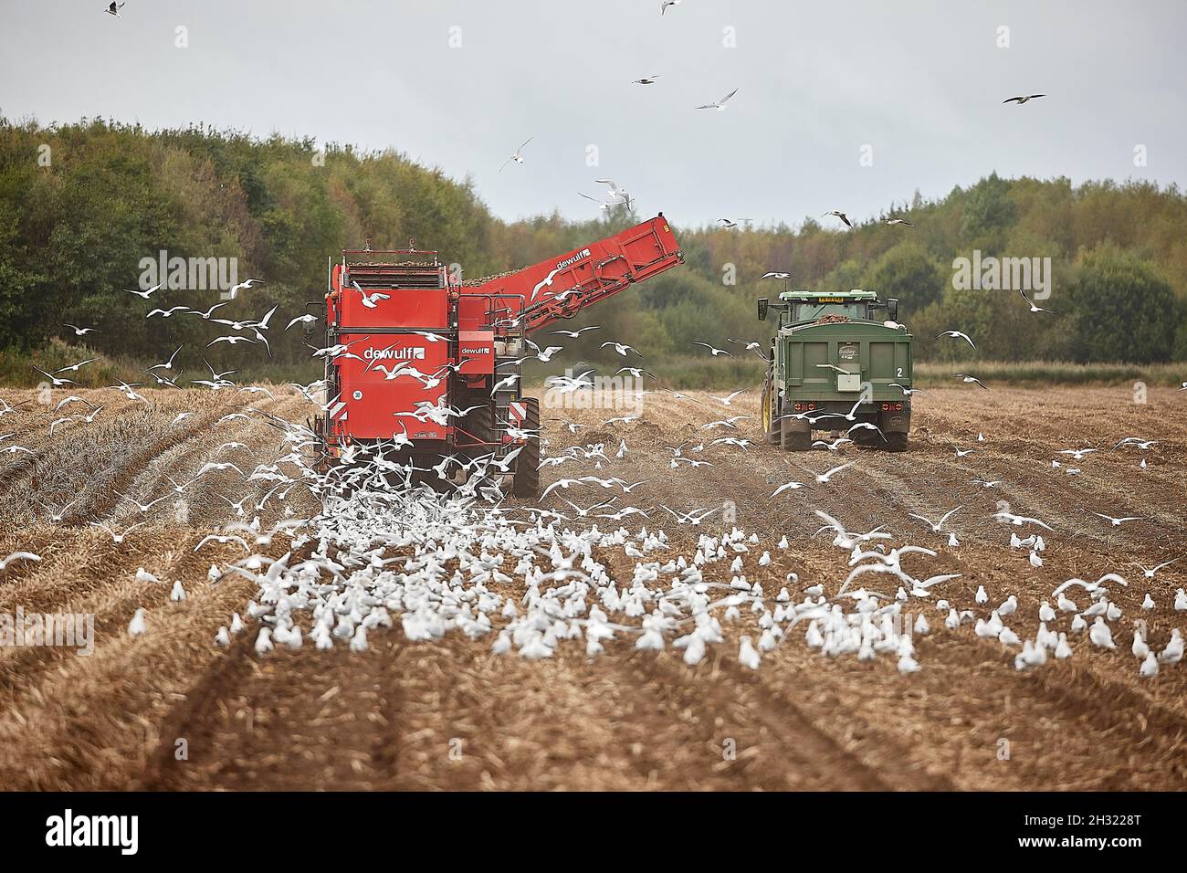 Thornton, Liverpool, cultivant des machines de cueillette de pommes de terre avec des mouettes suivant les machines de récolte DEWULF pour les débris Banque D'Images