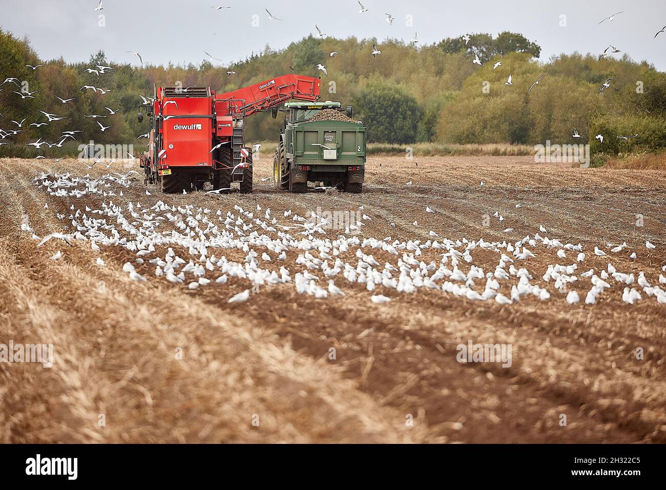 Thornton, Liverpool, cultivant des machines de cueillette de pommes de terre avec des mouettes suivant les machines de récolte DEWULF pour les débris Banque D'Images